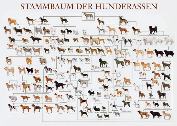 Stammt Der Hund Vom Wolf Ab www.petok.de