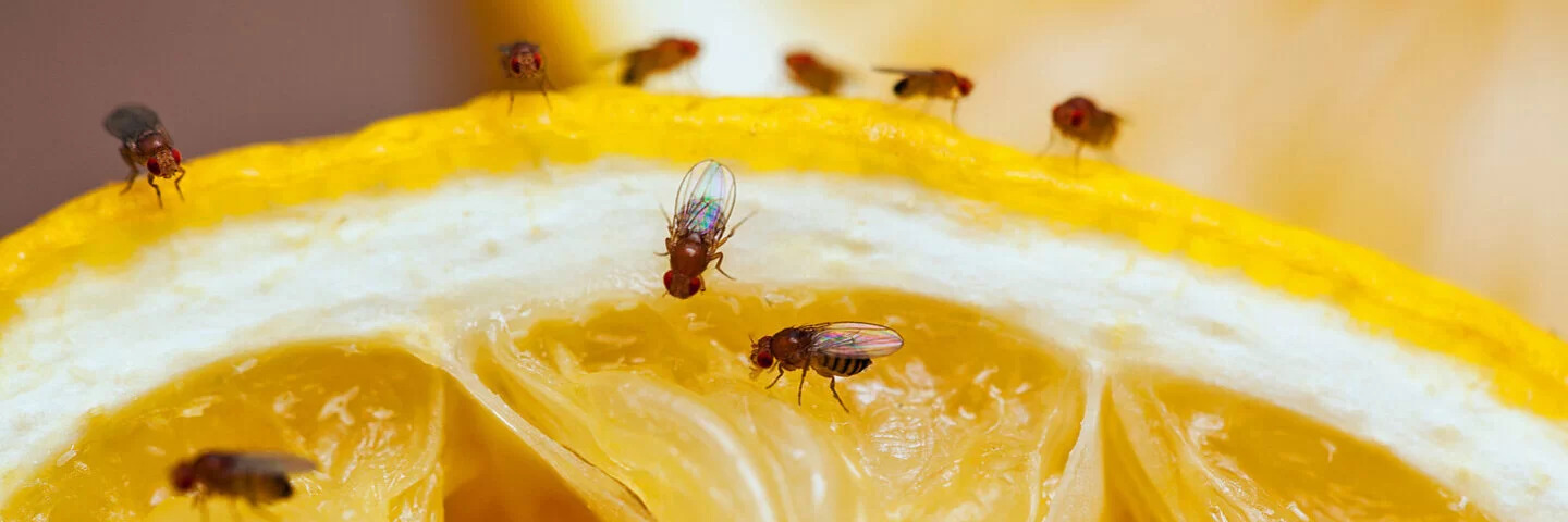 fruchtfliegenfalle selber machen